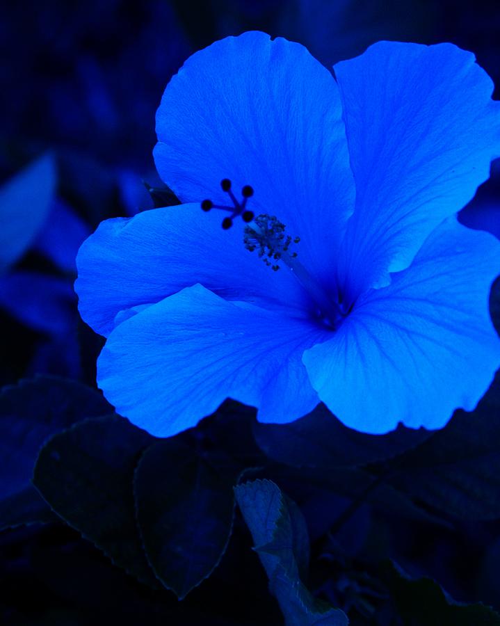 Blue Hibiscus: A Captivating Dance of Indigo Petals Amidst Nature's Serene Beauty