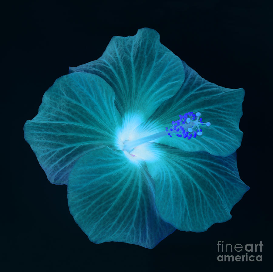 Blue Hibiscus: A Captivating Dance of Indigo Petals Amidst Nature's Serene Beauty