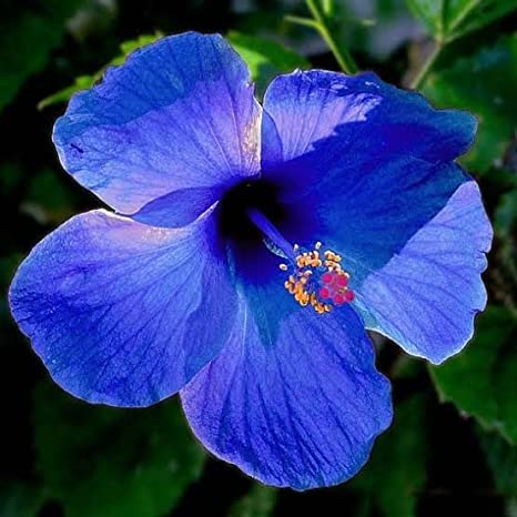 Blue Hibiscus: A Captivating Dance of Indigo Petals Amidst Nature's Serene Beauty