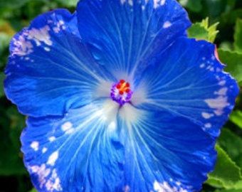 Blue Hibiscus: A Captivating Dance of Indigo Petals Amidst Nature's Serene Beauty