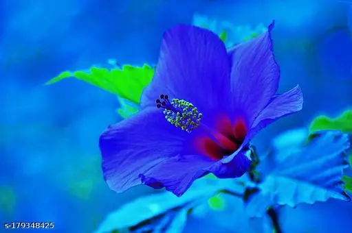 Blue Hibiscus: A Captivating Dance of Indigo Petals Amidst Nature's Serene Beauty