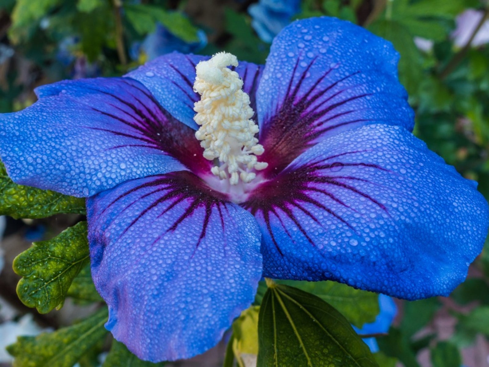 Blue Hibiscus: A Captivating Dance of Indigo Petals Amidst Nature's Serene Beauty