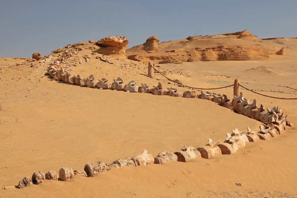 In The Middle Of Egypt’s Desert, There Is A Valley Of Whales Which Is Millions Of Years Old ‎ - Mnews
